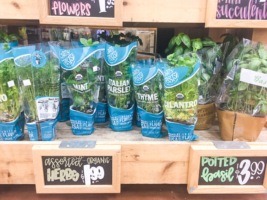 Trader Joe's Organic Potted Herb Plants