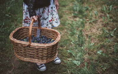 20 Blueberry Picking Tips | Have a Great Experience with Kids!