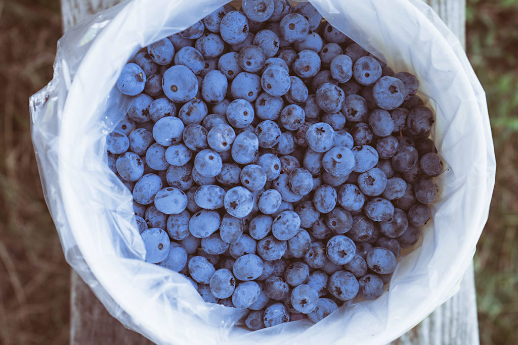 20 Blueberry Picking Tips