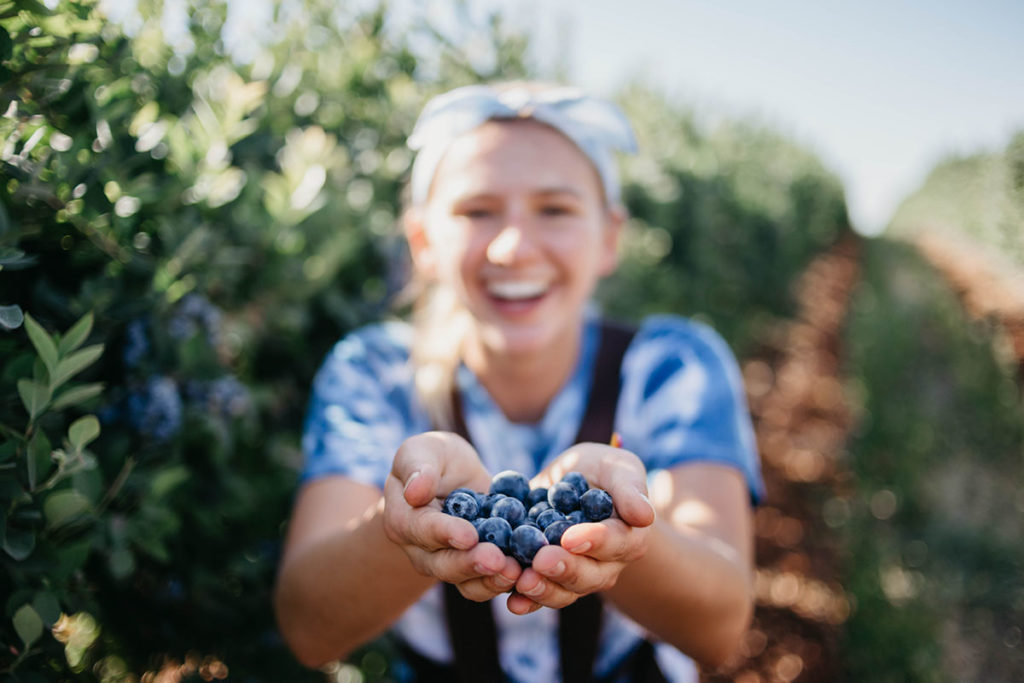 U-Pick Blueberry Picking Tips